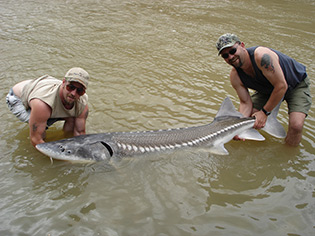 Sturgeon Catch